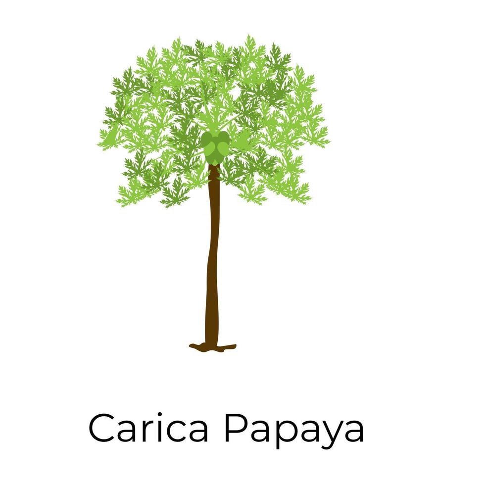 Carica Papaya Design vector