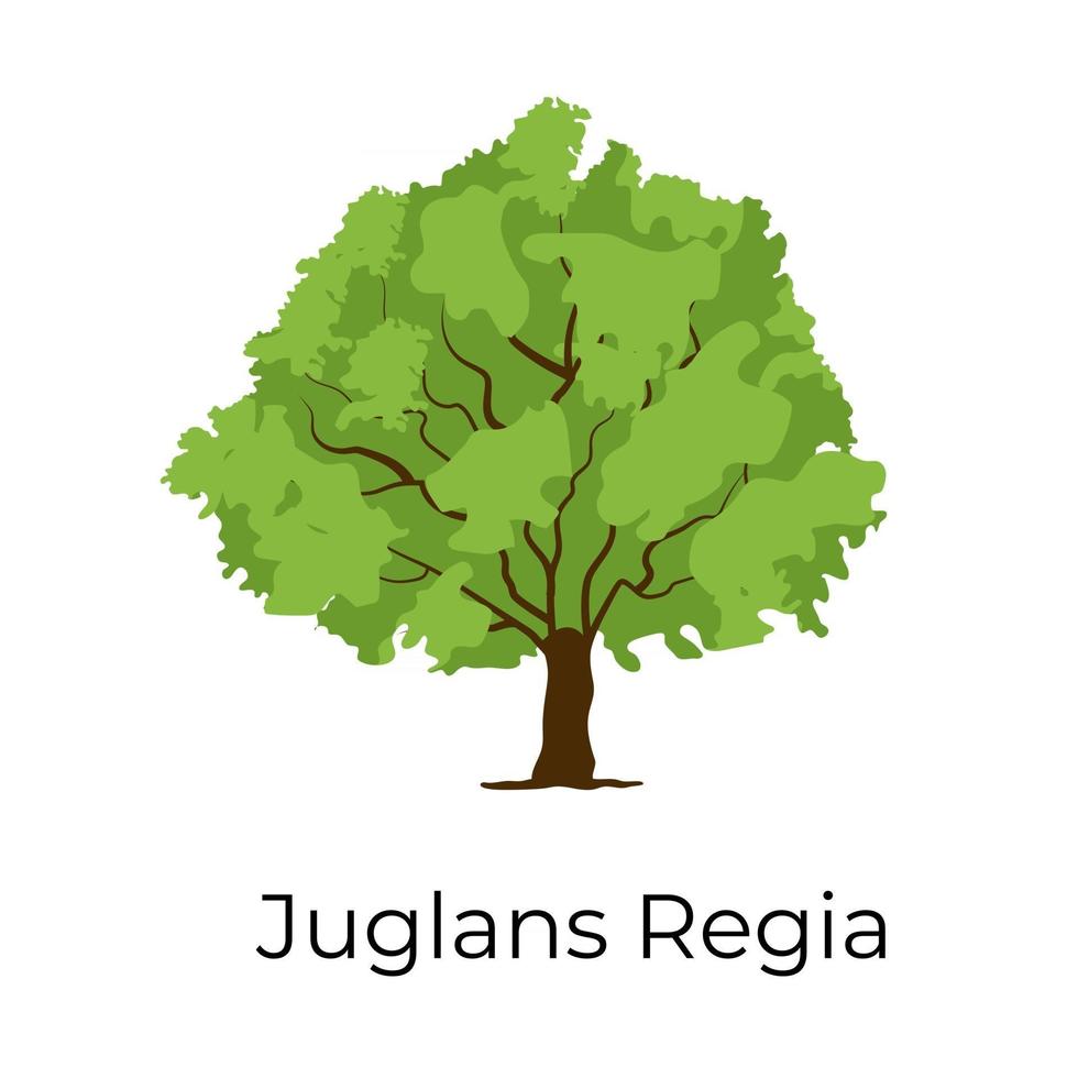 Juglans regia tree vector