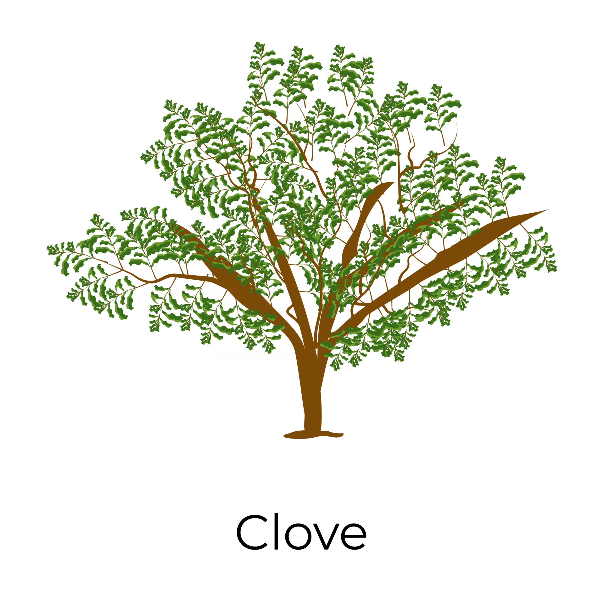 Clove Tree Design 2709994 Vector Art at Vecteezy