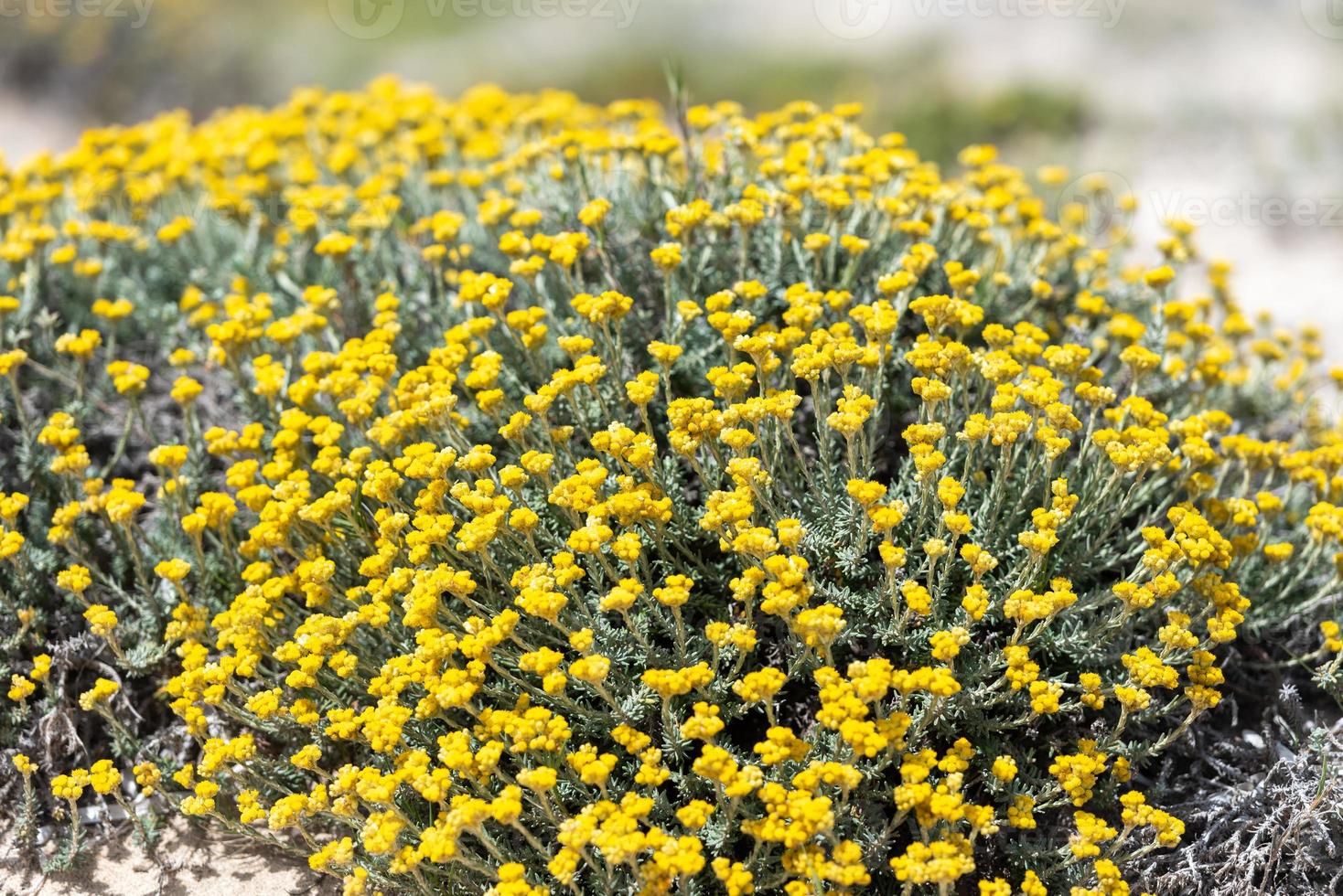 Lotus cytisoides en la costa de la playa de ses iletes en formentera, islas baleares en españa. foto