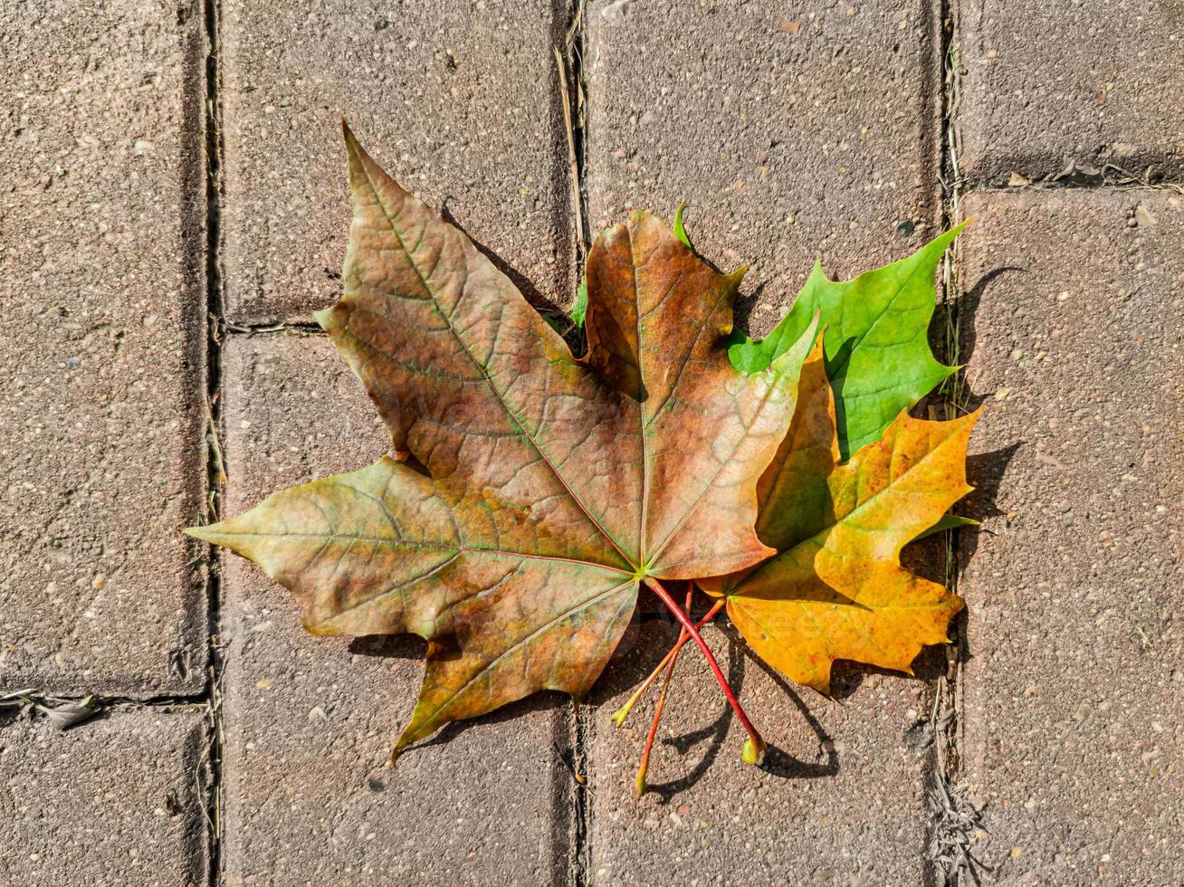Three autumn maple leaves of different colors - yellow, green, brown. Leaves are on the sidewalk tiles. The end of September in Russia. photo
