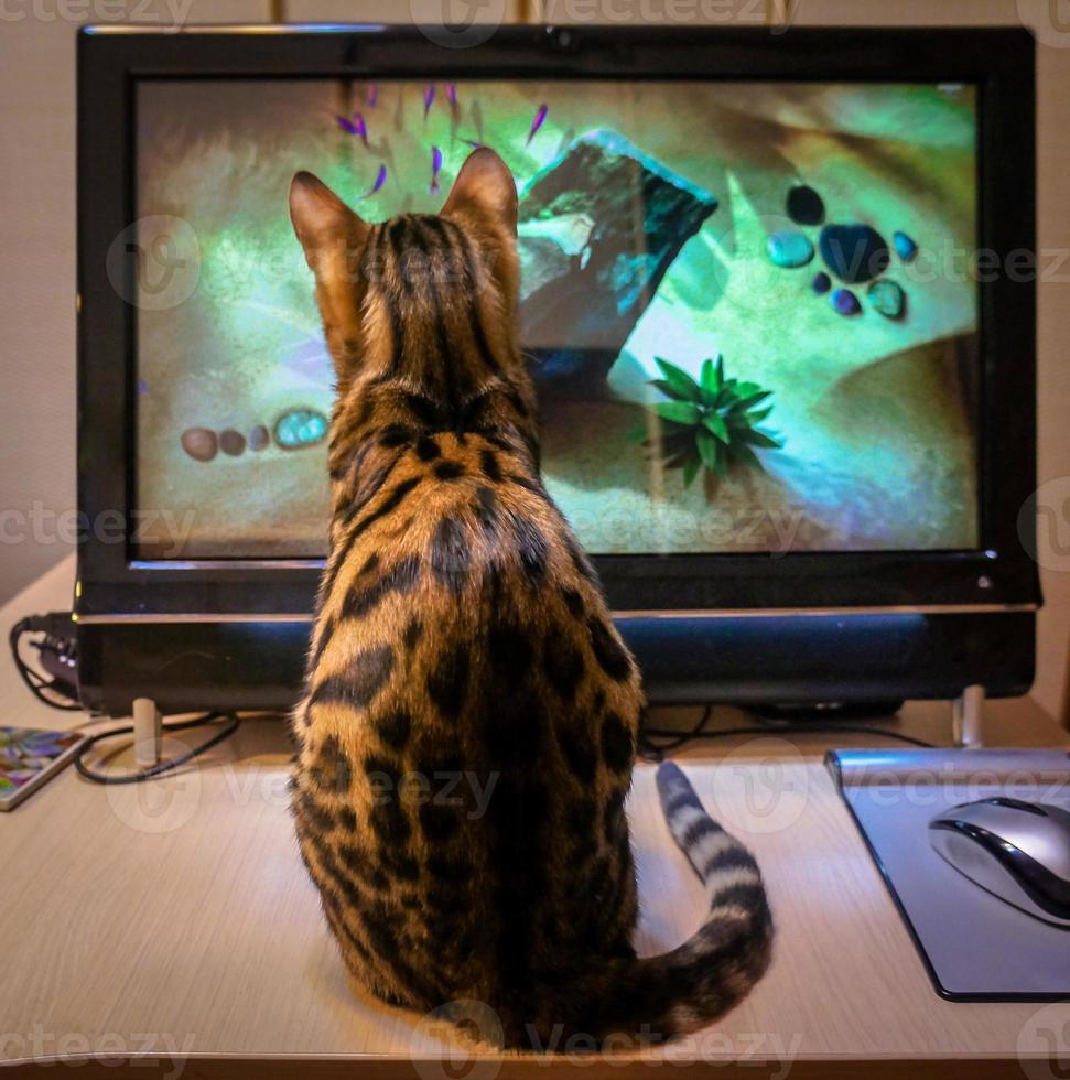 gato de Bengala sentado cerca de la computadora y mirando a los peces. foto