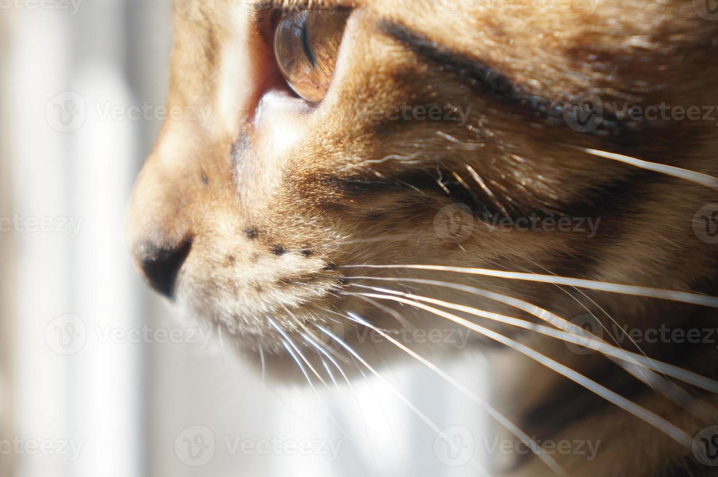 Bengal cats face with huge brown eye photo