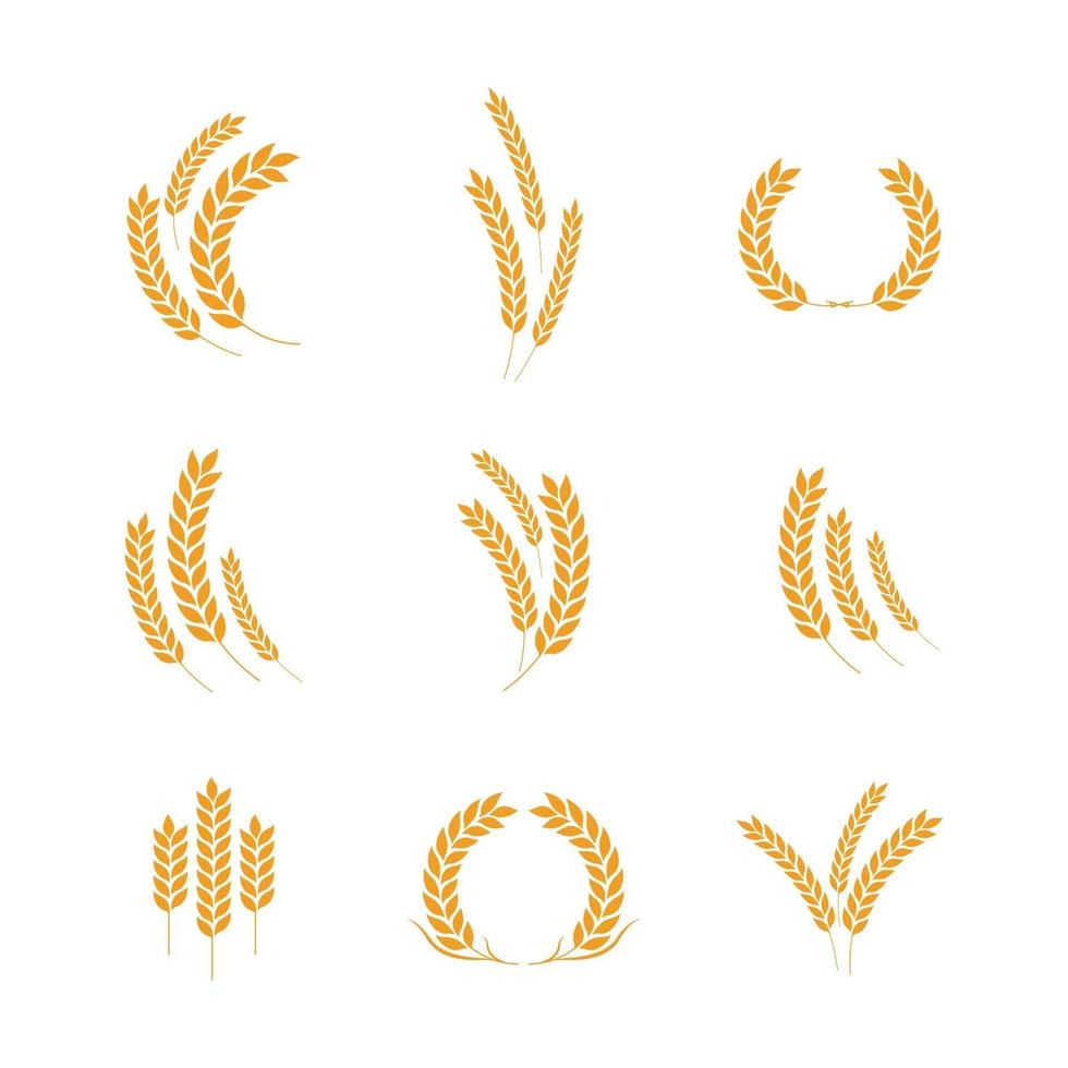 Agriculture wheat vector