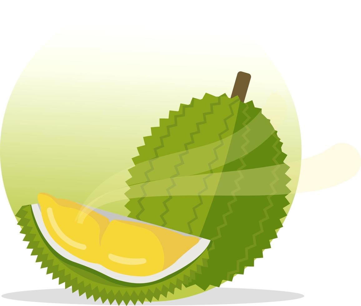 Flat Durian and cut piece vector with Smelly.King of fruit.Fresh tropical fruit.Asian durain