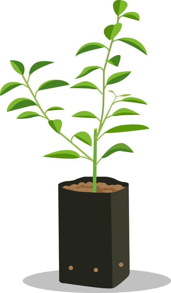 Sprout young seedling in black bag.Lime tree seedling vector isolated white background.Plant little Lemon tree.Asia lime in Plastic Plants.