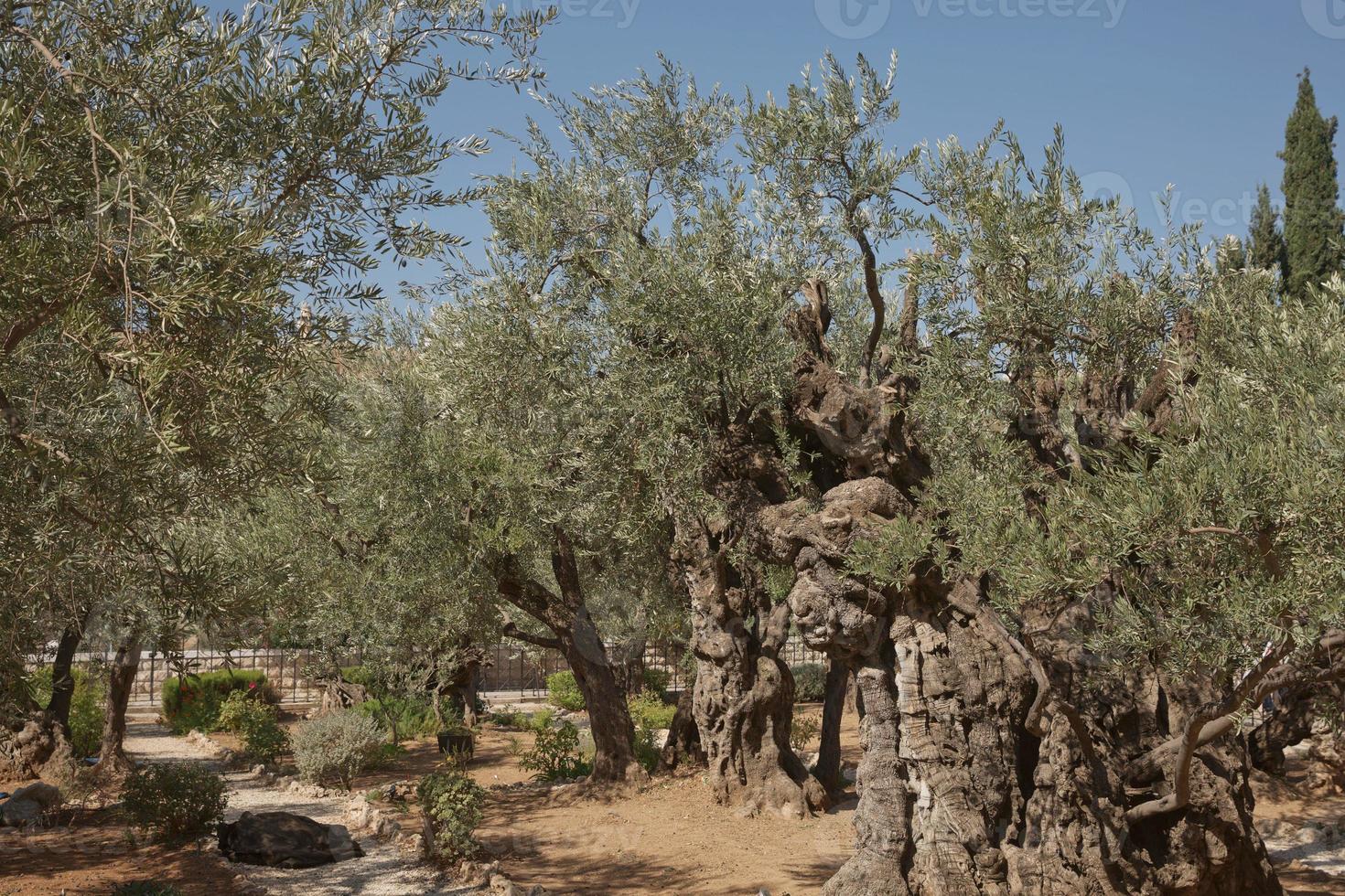 Olivos viejos en el huerto de Getsemaní en Jerusalén, Israel foto