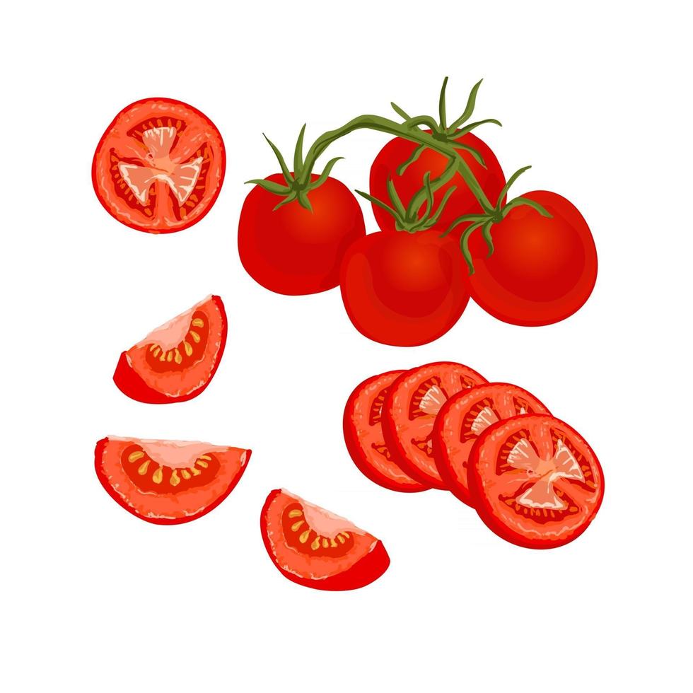 conjunto de tomates. Ilustración vectorial de tomates frescos maduros enteros y en rodajas sobre fondo blanco, aislado vector