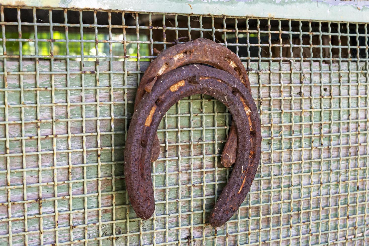 horseshoe hanging in the garden photo