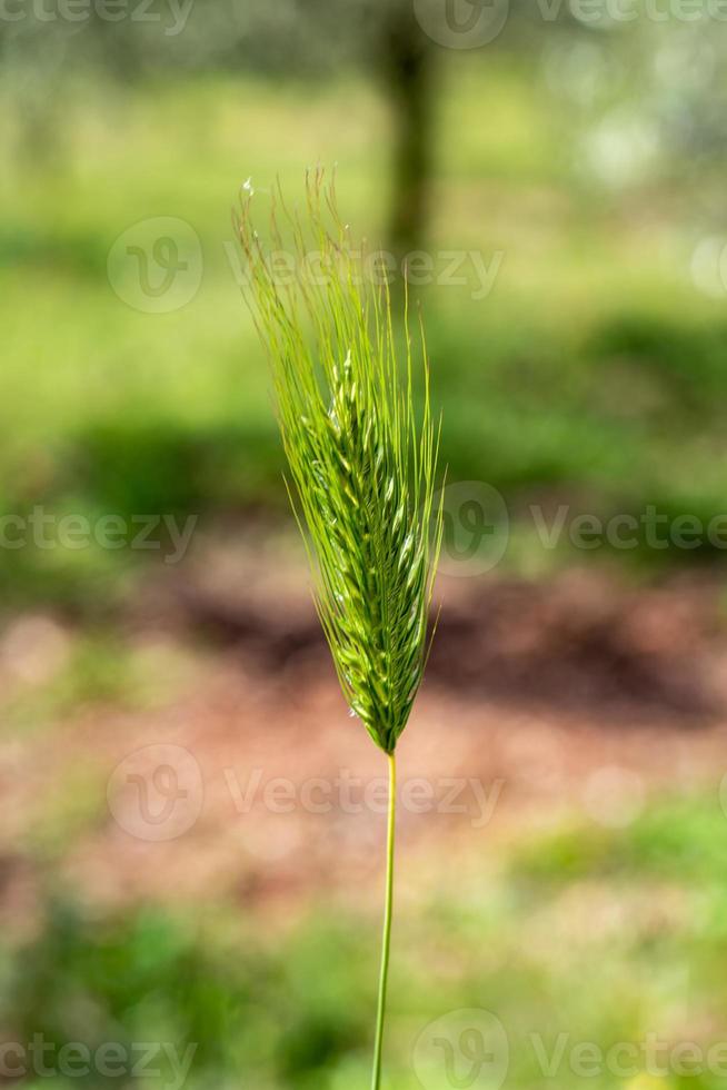 ear of corn photo