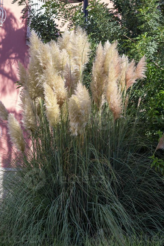 Pluma de pampas colocada en un jardín. foto