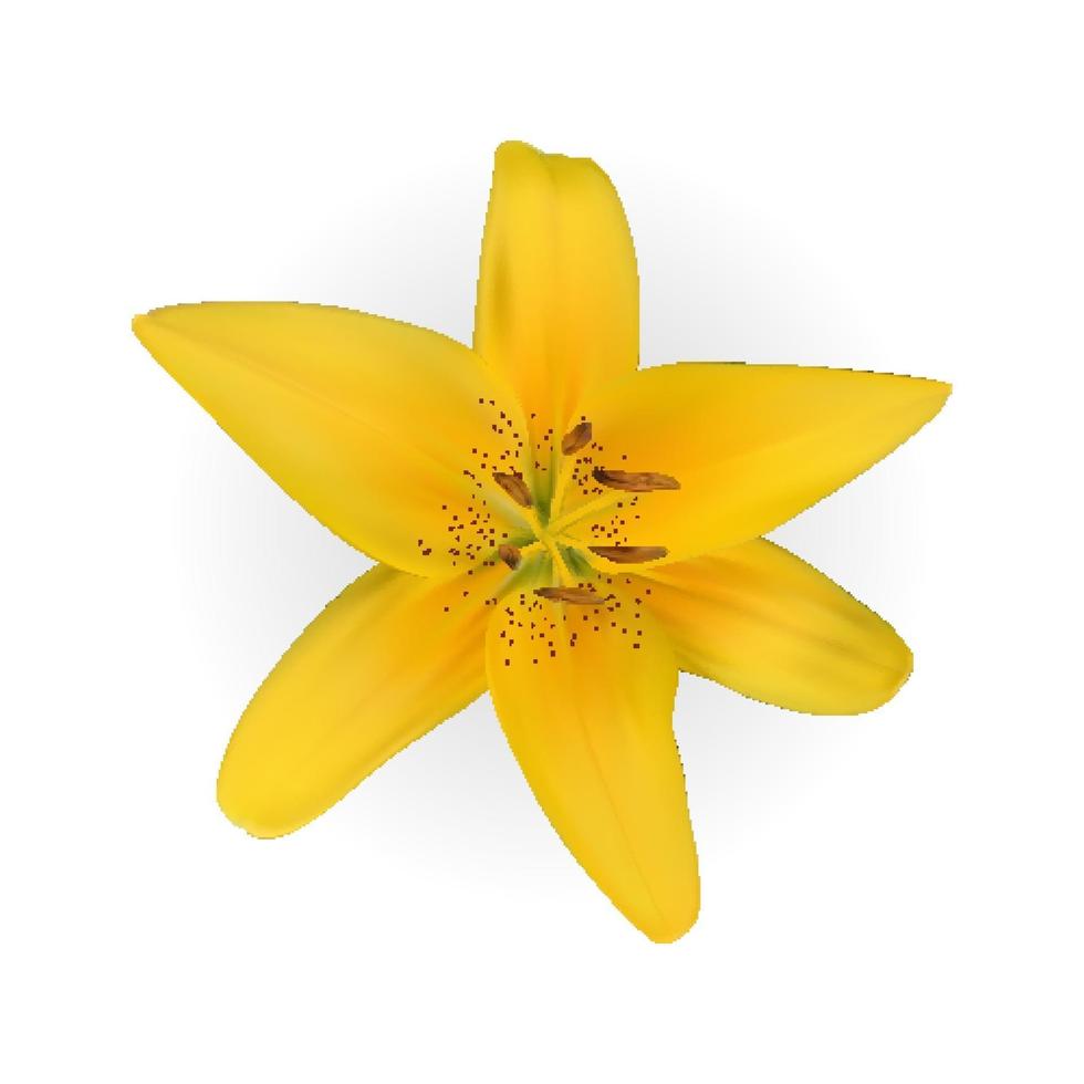 Colorida flor de lirio naturalista amarillo sobre fondo blanco. vector