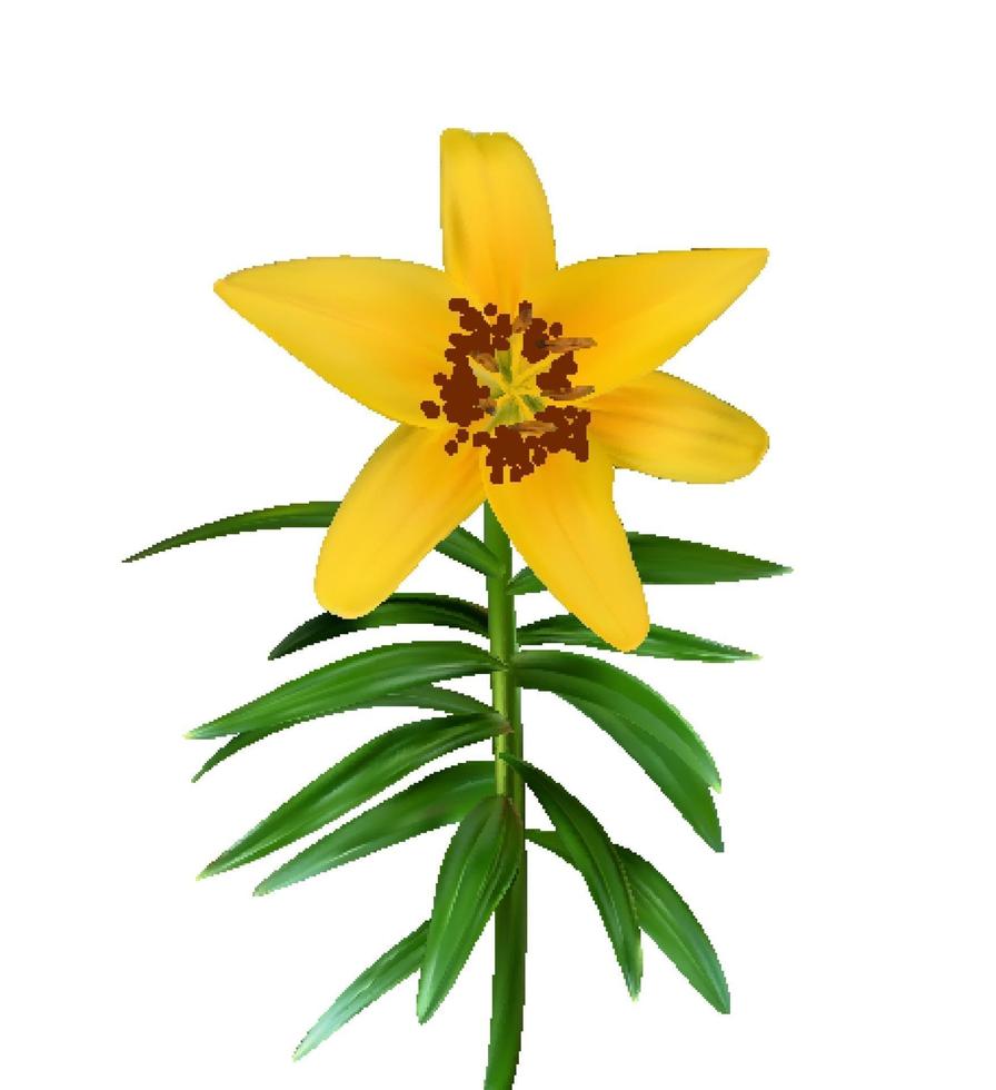 Colorful yellow naturalistic lily flower on green stem on white background vector
