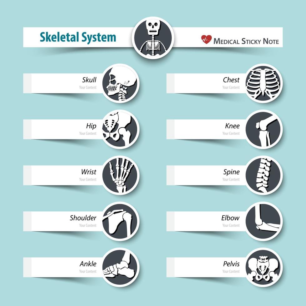 Skeletal System  medical sticky note style  flat design vector