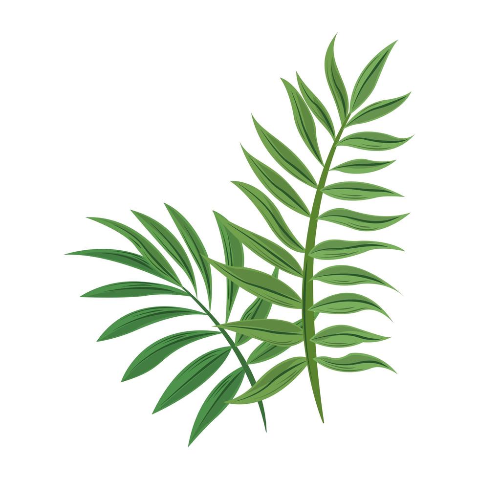 tropical branch foliage vector