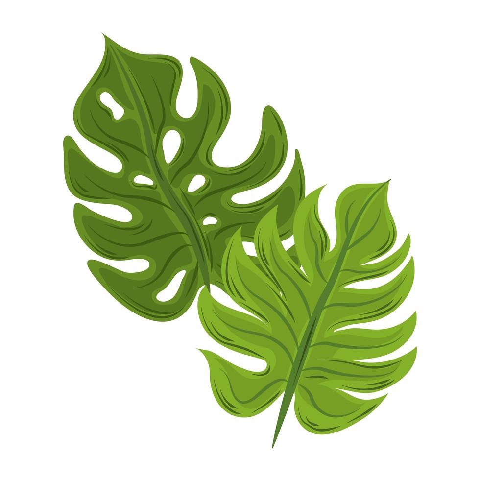 hojas tropicales monstera vector