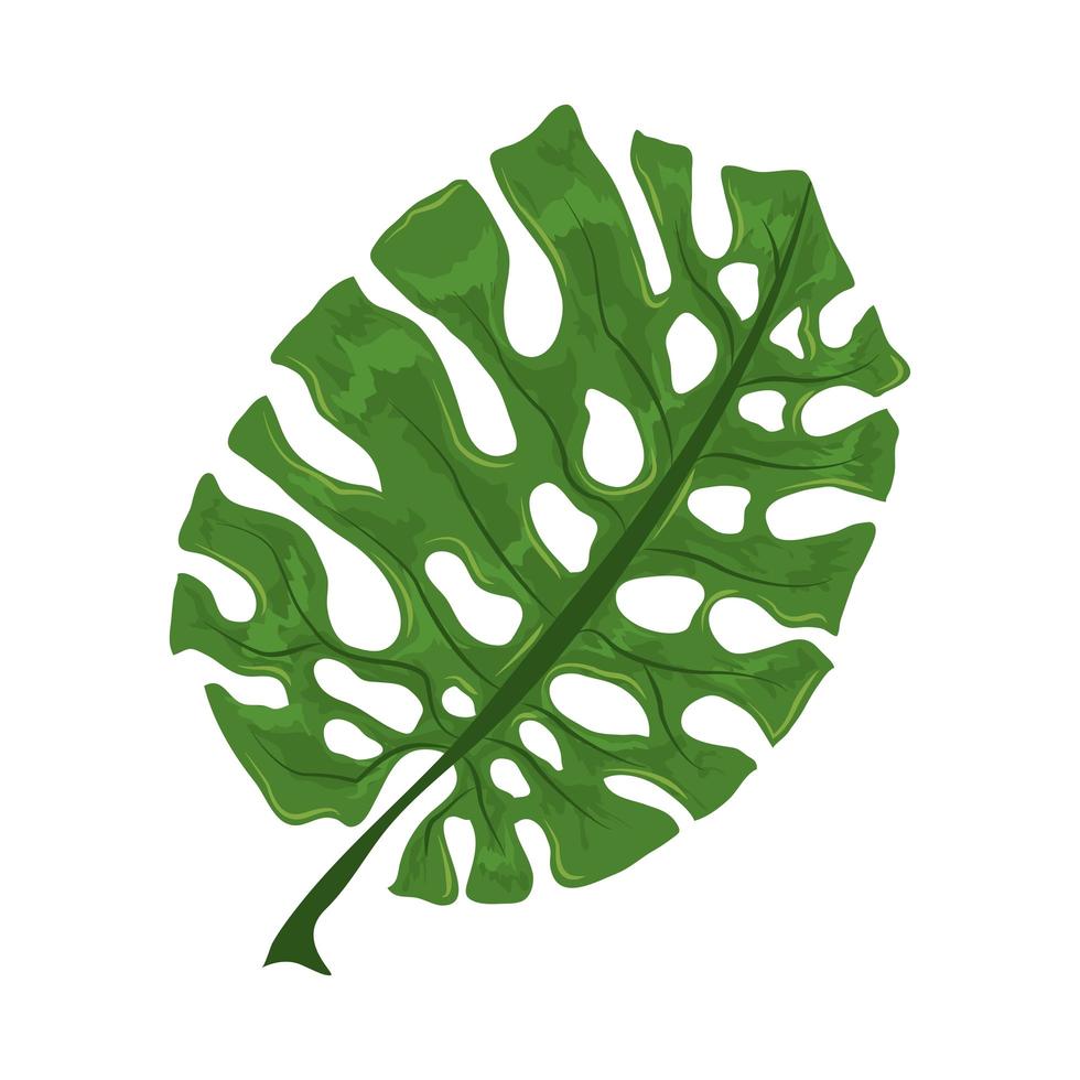 tropical leaf exotic vector