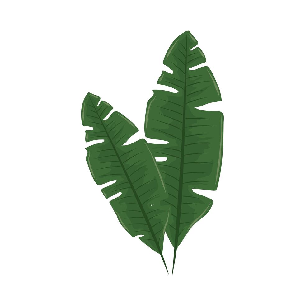 tropical palm leaves vector