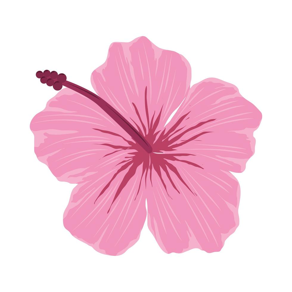 tropical exotic flower vector