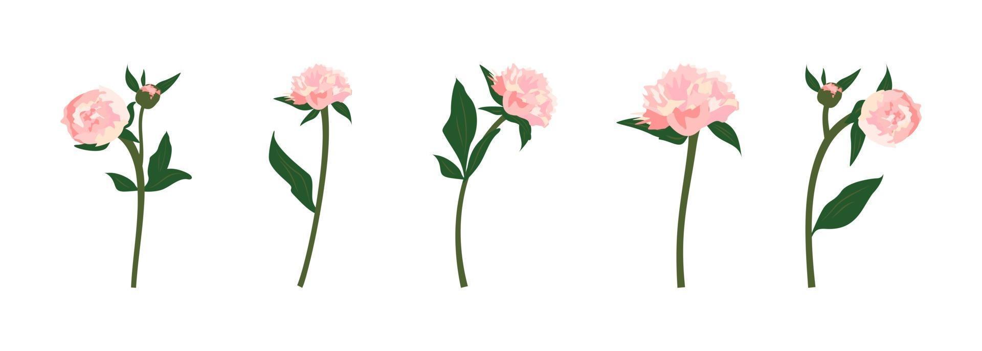 Conjunto de delicadas flores de peonías rosas de primavera y verano con tallos, hojas y brotes, decoración para tarjetas, bodas, vacaciones y otros diseños. vector