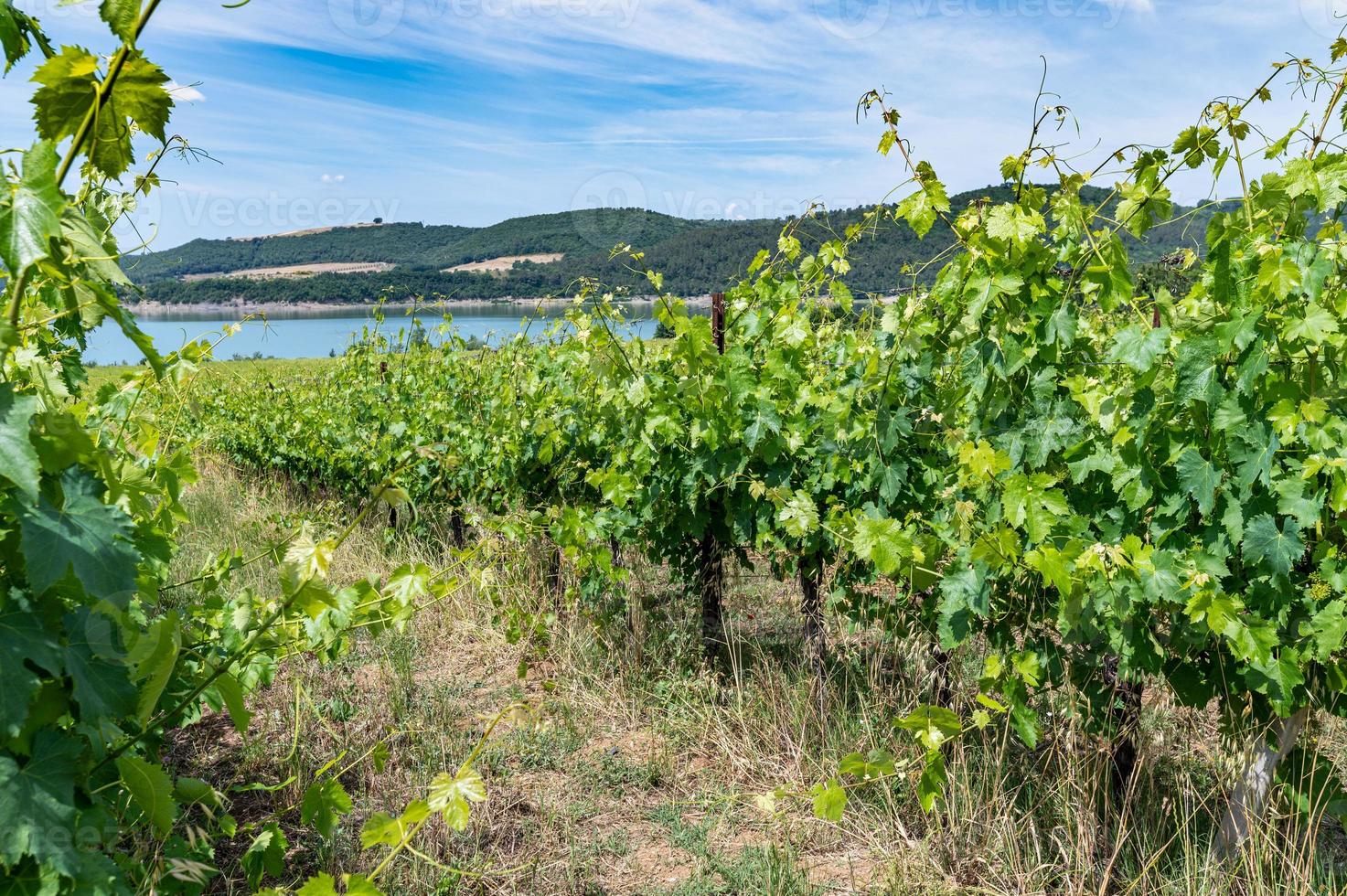 viñedo junto al lago para la producción de uvas foto