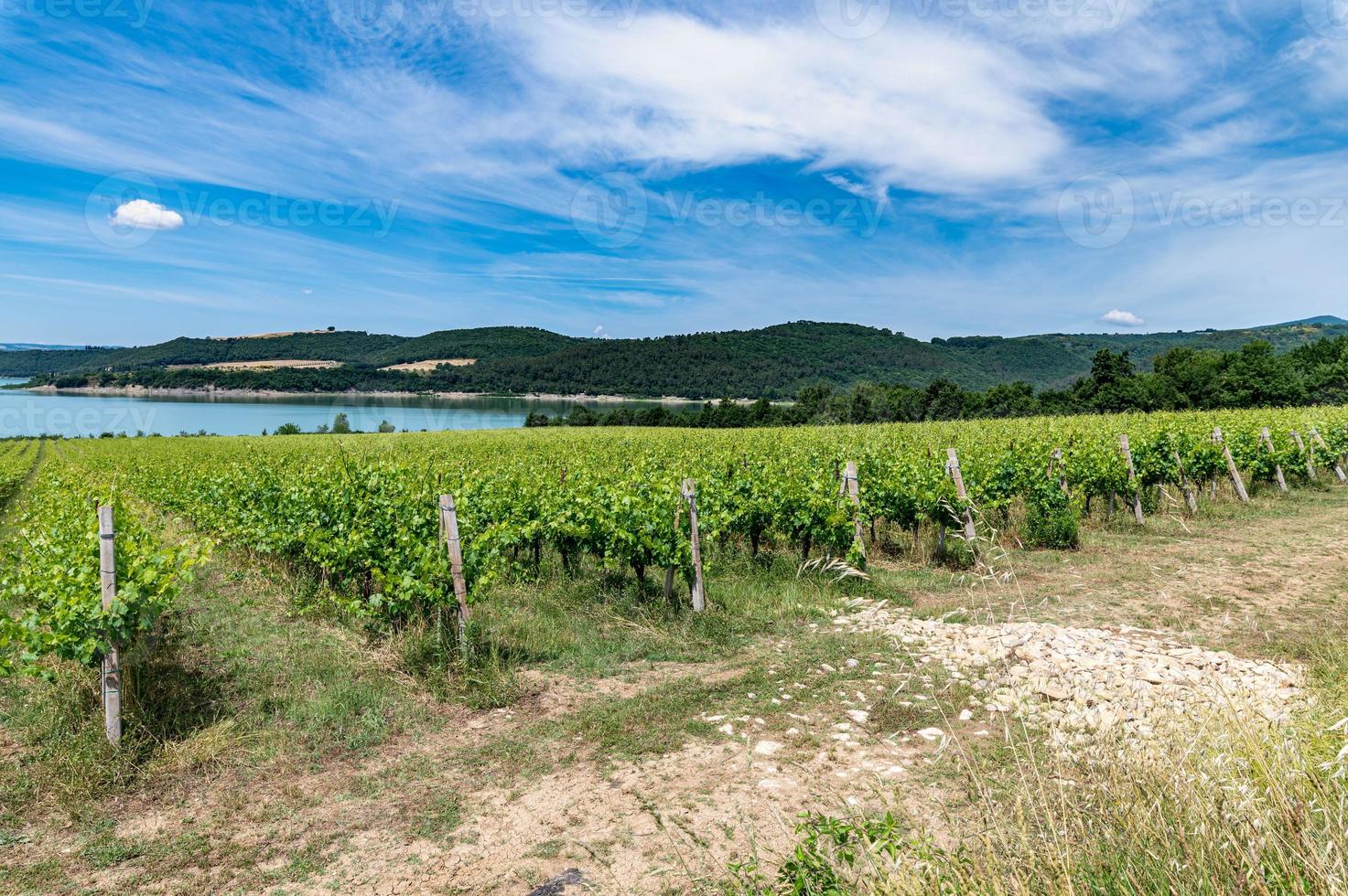 vineyard by the lake for the production of grapes photo