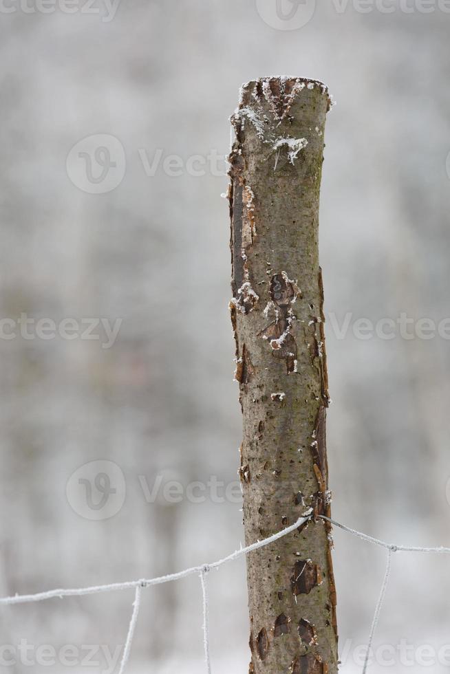 Detail of a frozen iron fence photo