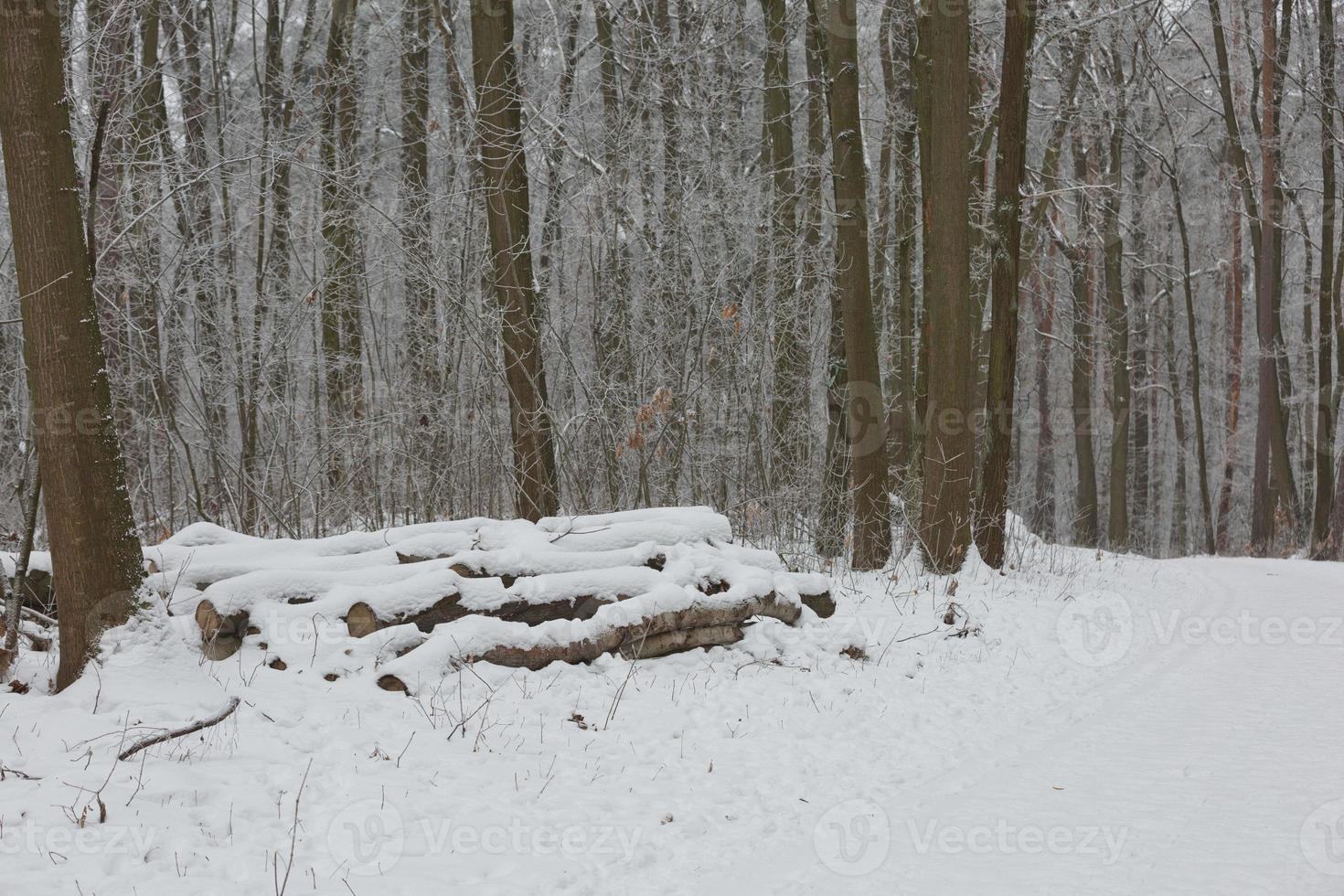 paisaje forestal de invierno foto