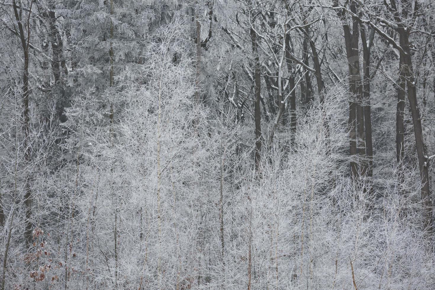 Snowy winter forest background photo