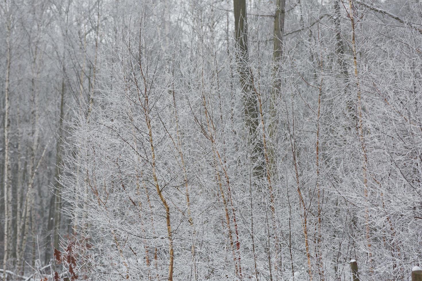 Snowy winter forest background photo