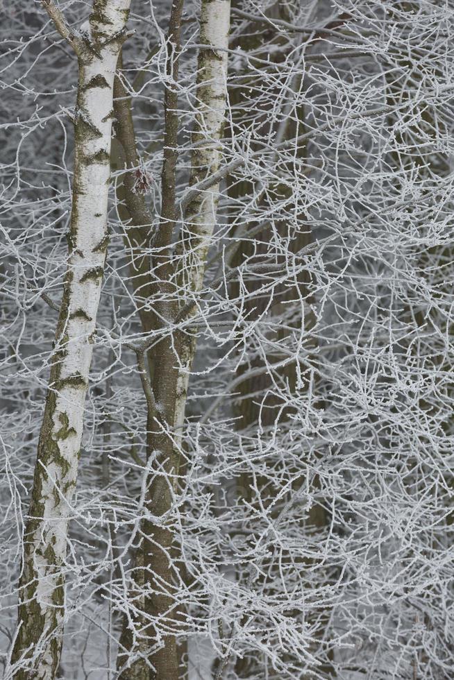 Snowy winter forest background photo