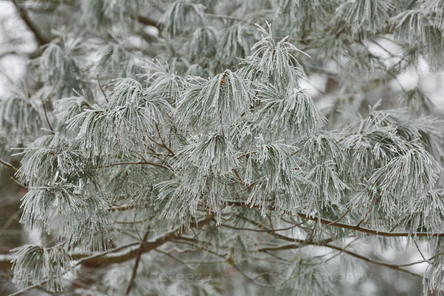 Branches of frozen bushes photo