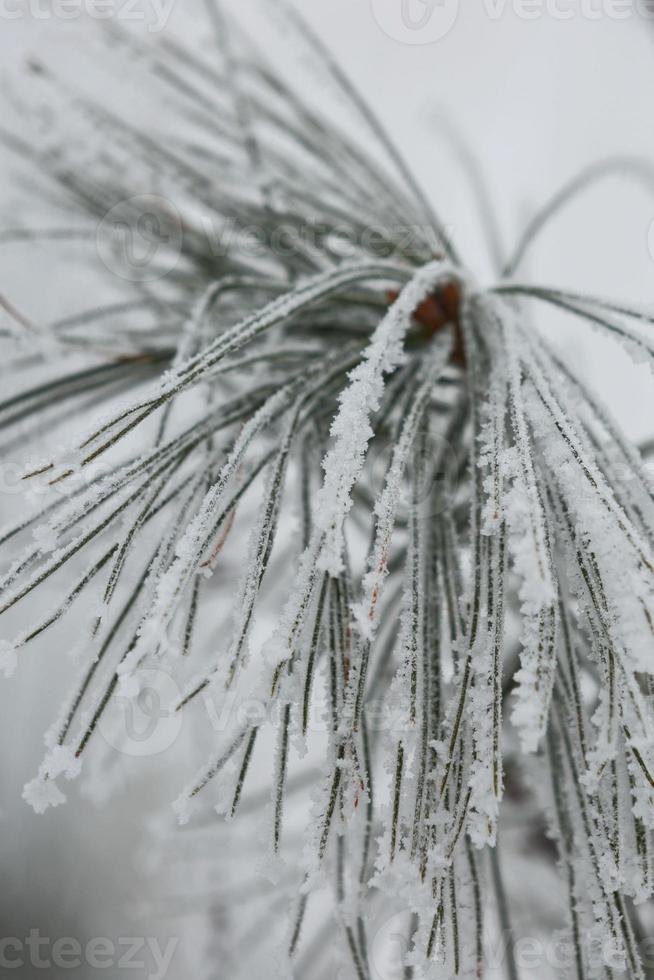 Branches of frozen bushes photo