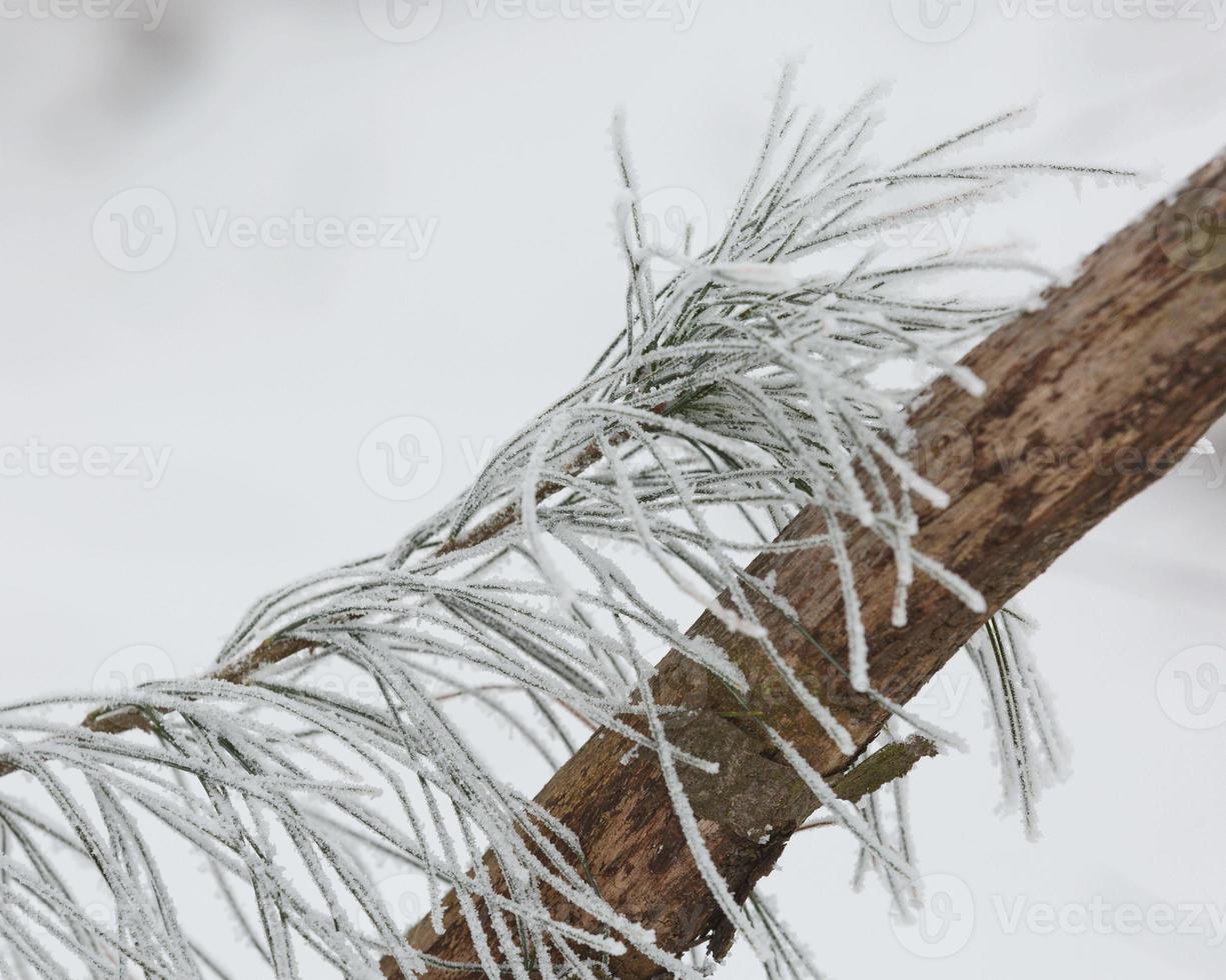 Branches of frozen bushes photo