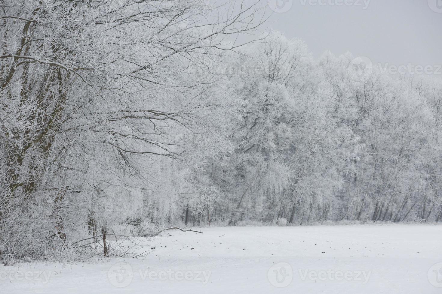 Winter landscape with snow and fog photo