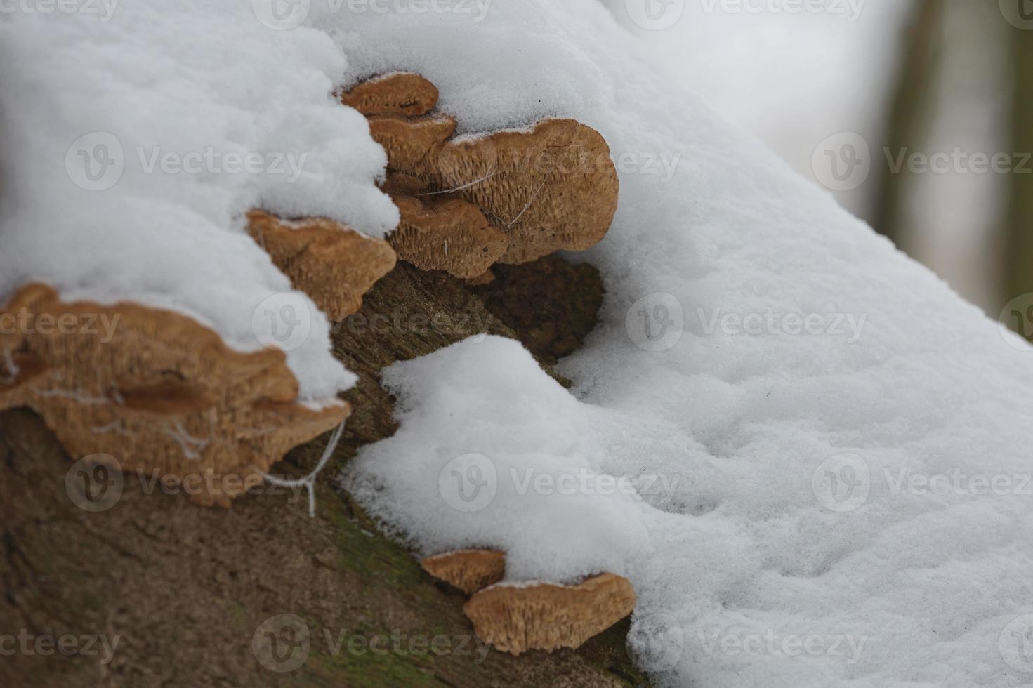 Close up of a rotten stump photo