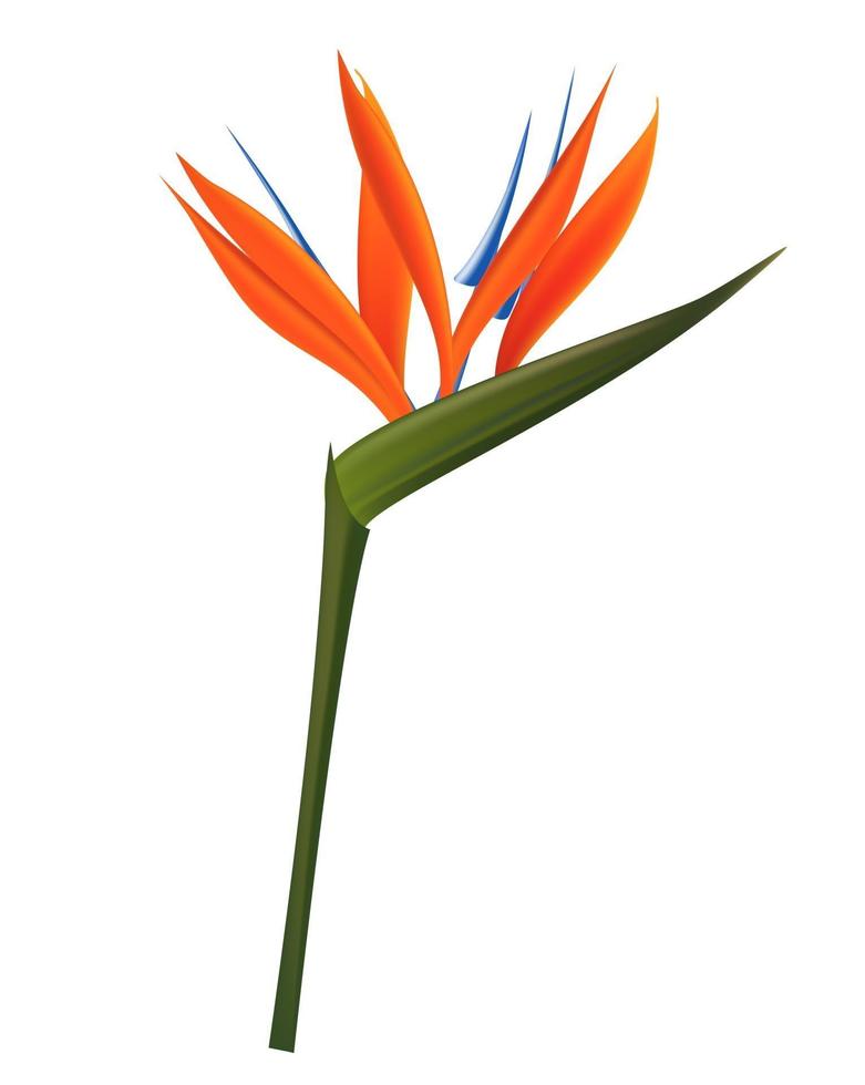 Strelitzia Flower Isolated on White Background. Vector Illustration EPS10