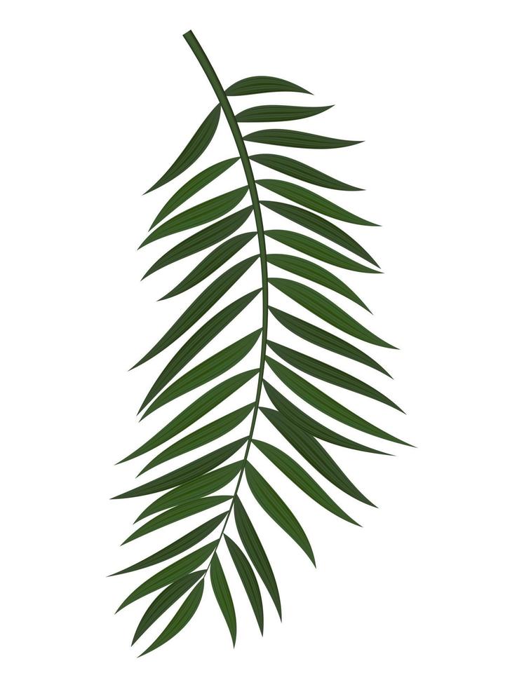 Abstract Realistic Green Palm Leaf. Design Element. Vector illustration EPS10