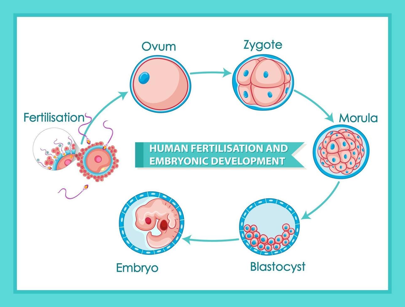 Human fertilisation and embryonic development diagram vector
