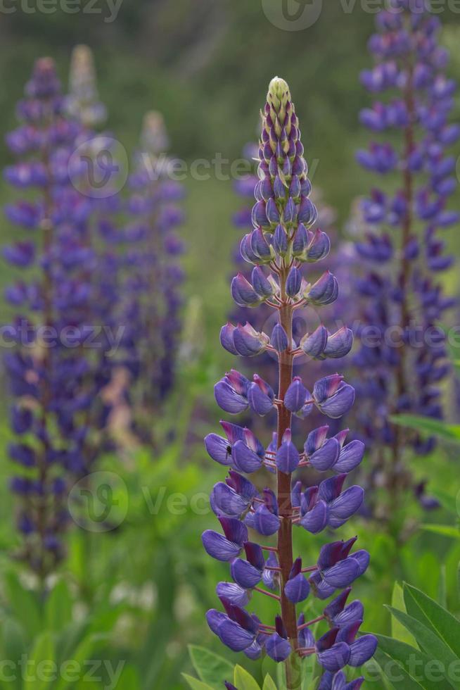 Hermosa flor silvestre de guisantes de altramuces púrpura en Noruega foto