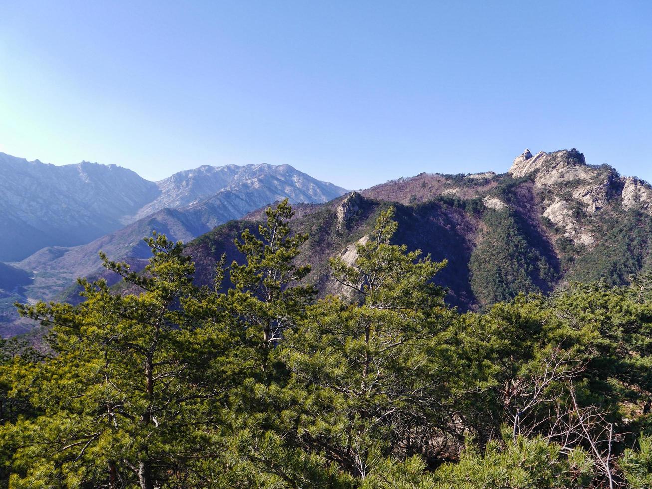 hermosas montañas seoraksan y bosques de coníferas. Corea del Sur foto