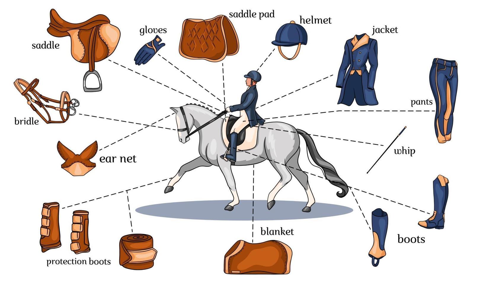 Infografía de deportes ecuestres arnés de caballos y equipo de jinete en el centro de un jinete sobre un caballo en estilo de dibujos animados vector