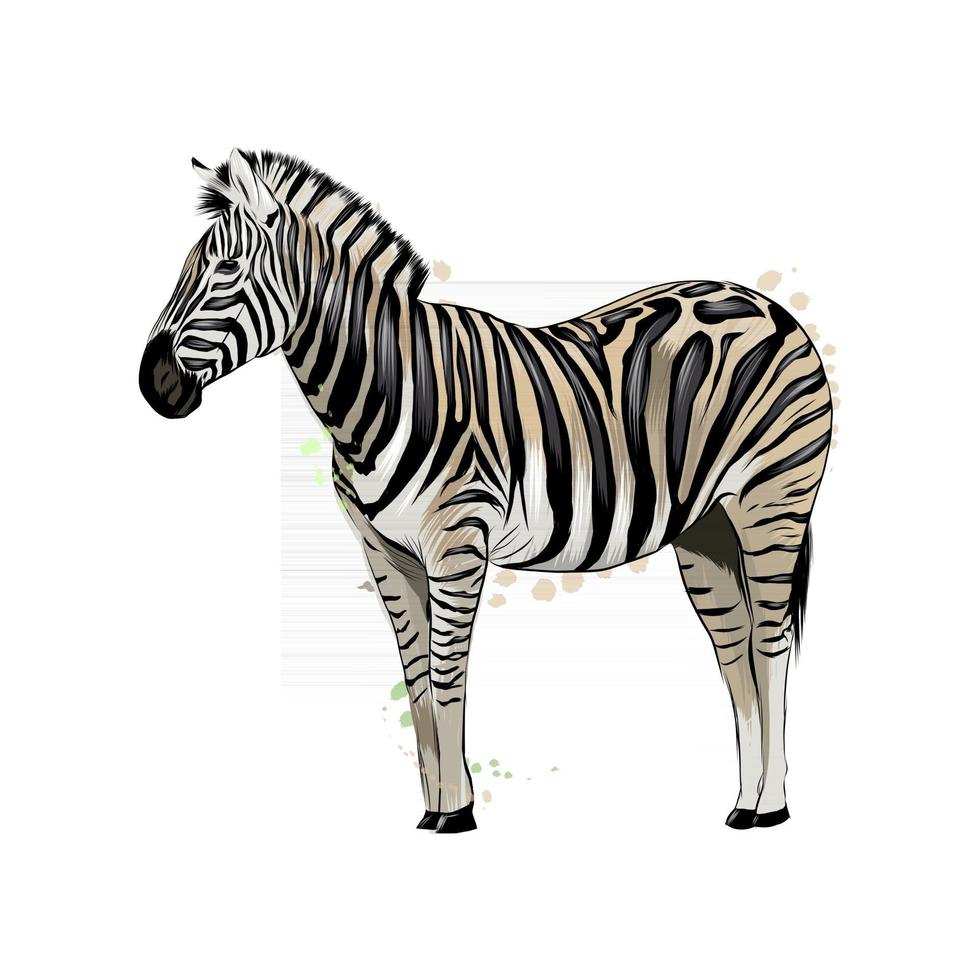 Zebra from a splash of watercolor, colored drawing, realistic. Vector illustration of paints