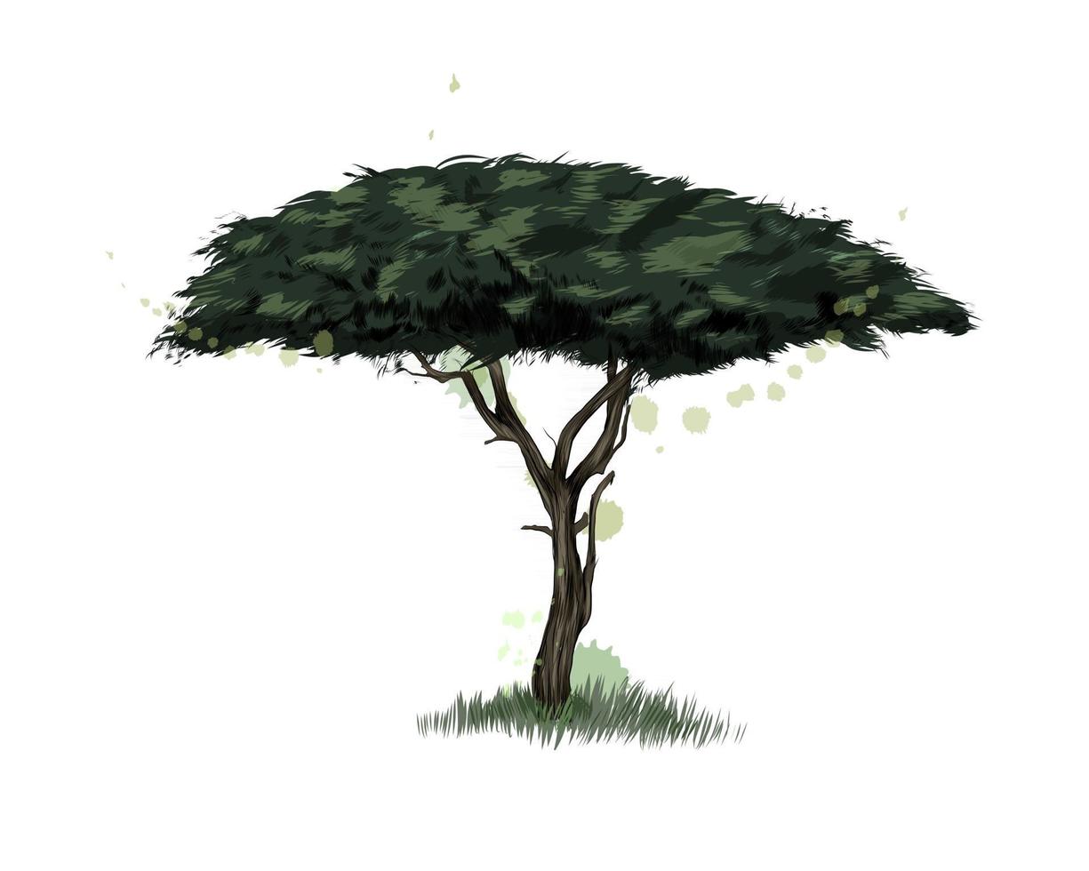 African acacia tree from a splash of watercolor, colored drawing, realistic. Vector illustration of paints