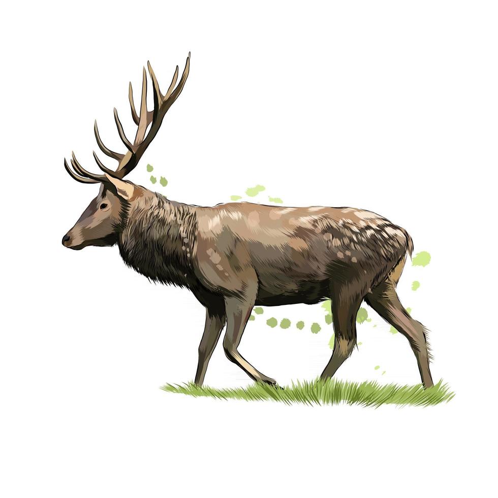 Red deer from a splash of watercolor, colored drawing, realistic. Vector illustration of paints