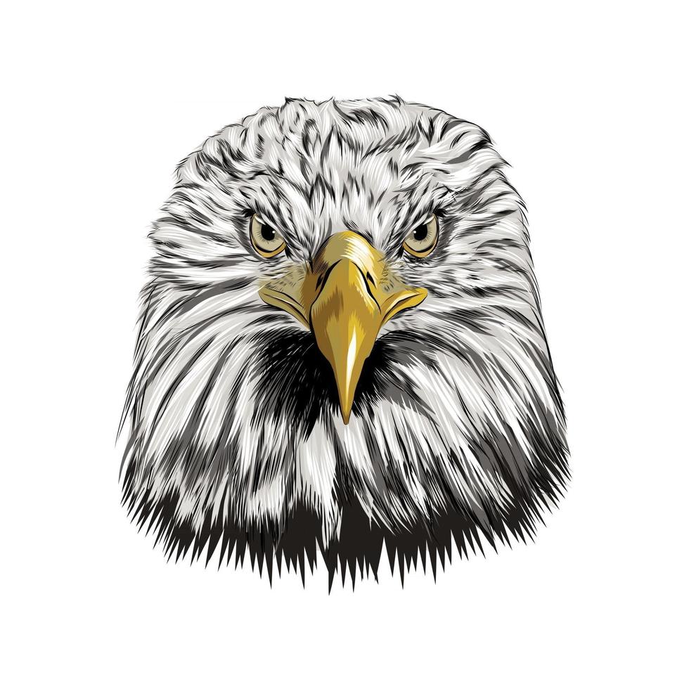 Bald eagle head portrait from a splash of watercolor, colored drawing, realistic. Vector illustration of paints