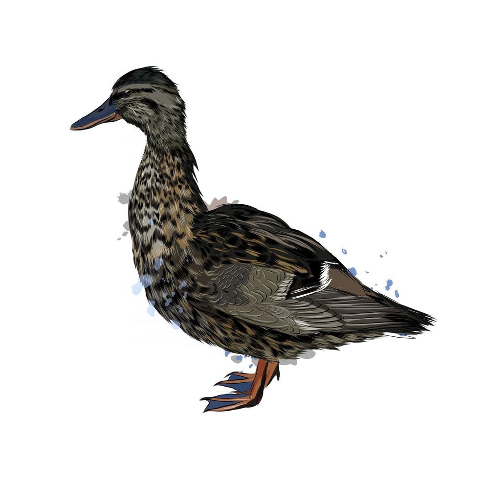 pato de un toque de acuarela, dibujo coloreado, realista. ilustración vectorial de pinturas vector