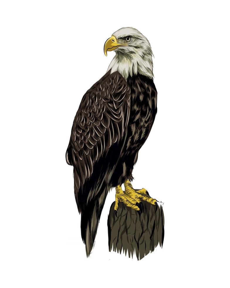 Bald eagle from a splash of watercolor, colored drawing, realistic. Vector illustration of paints