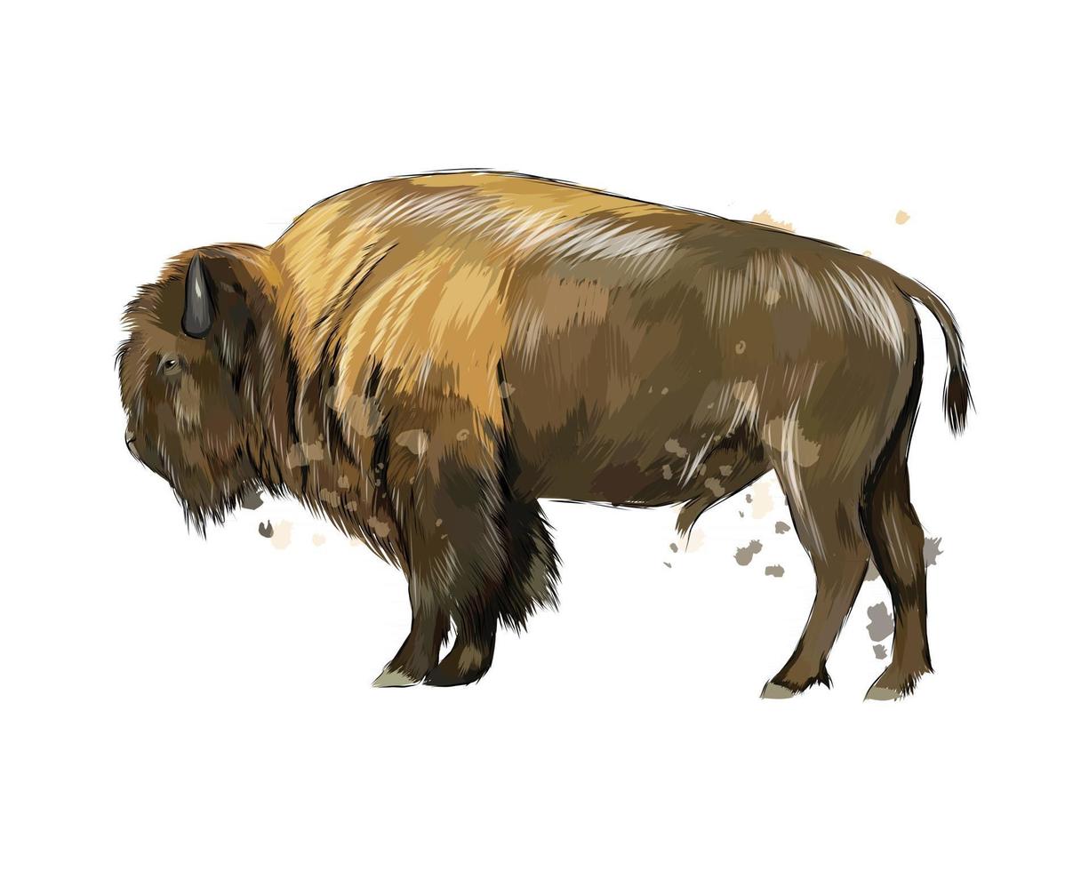 Bison, buffalo from a splash of watercolor, colored drawing, realistic. Vector illustration of paints