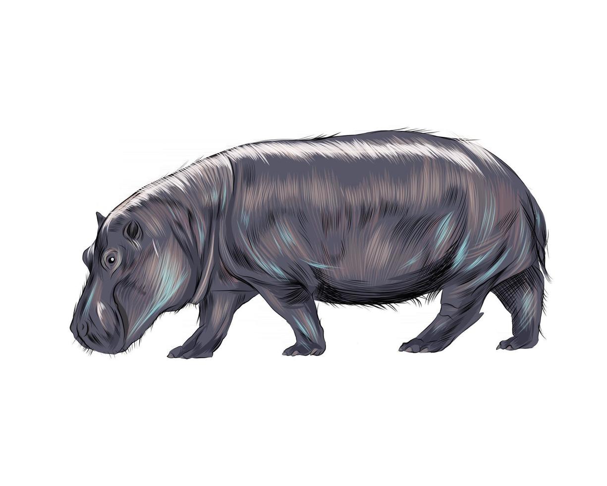 Hippopotamus from a splash of watercolor, colored drawing, realistic. Vector illustration of paints